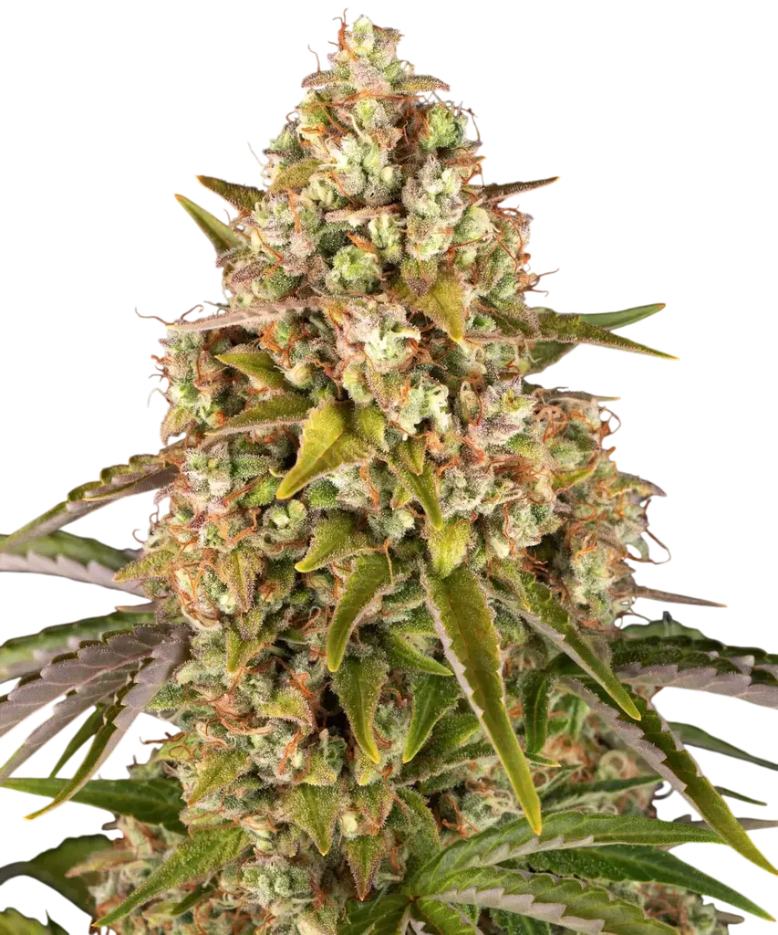 Critical Kush Auto | AUTOFEM | Barneys Farm