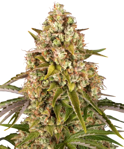 Critical Kush Auto