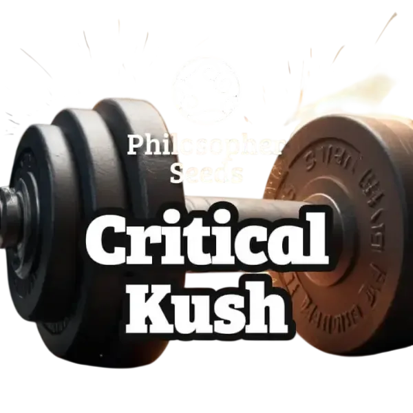 Critical Kush | PHOTOFEM | Philosopher Seeds