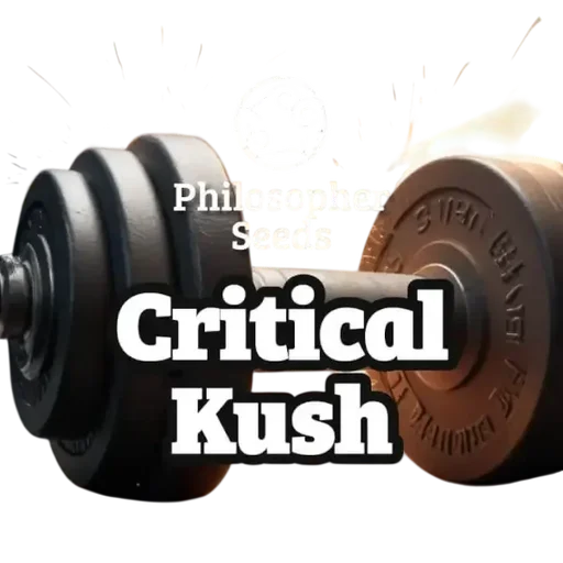 Critical Kush