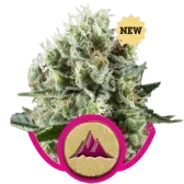 Critical Kush | PHOTOFEM | Royal Queen Seeds