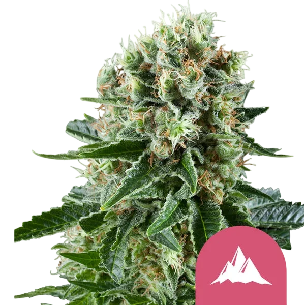 Critical Kush | PHOTOFEM | Royal Queen Seeds