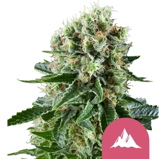 Critical Kush