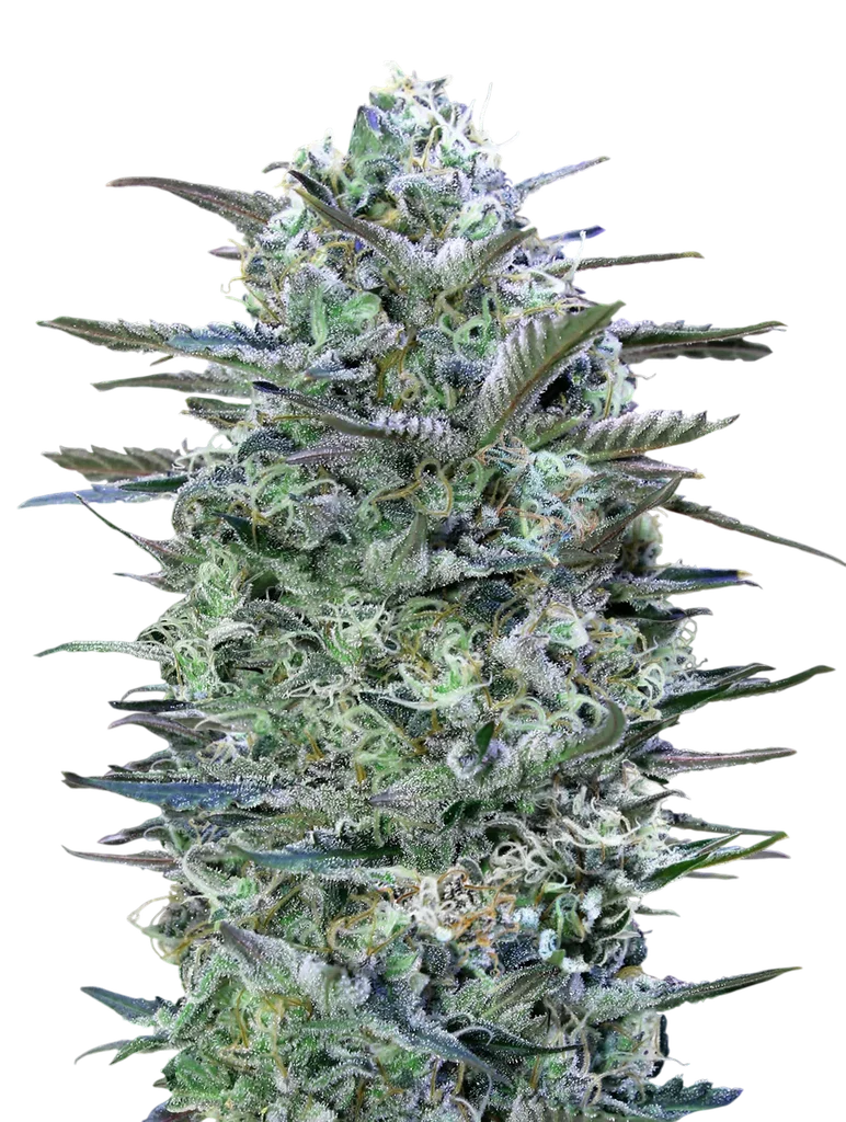 Critical Lemon | PHOTOFEM | Advanced Seeds