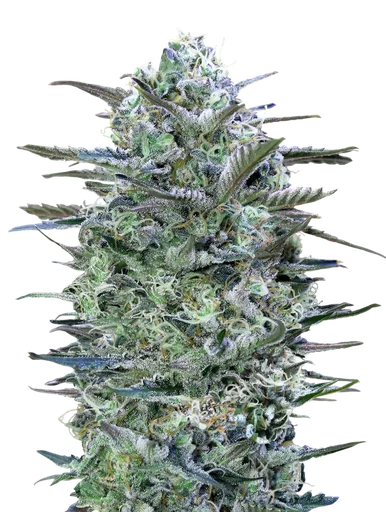 Critical Lemon