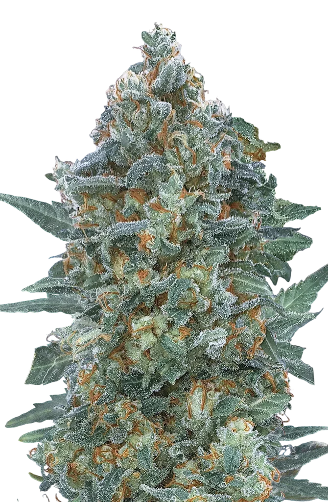 Critical Lemon CBD Auto | AUTOFEM | Advanced Seeds