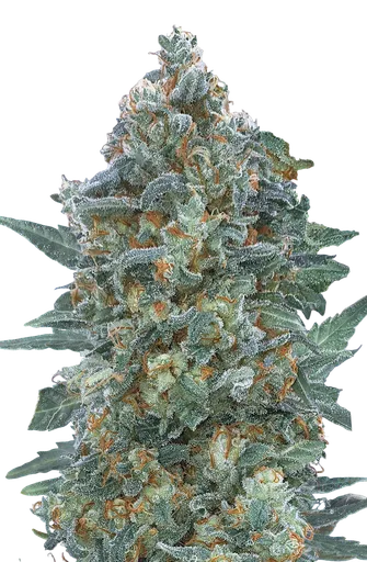 Critical Lemon CBD Auto