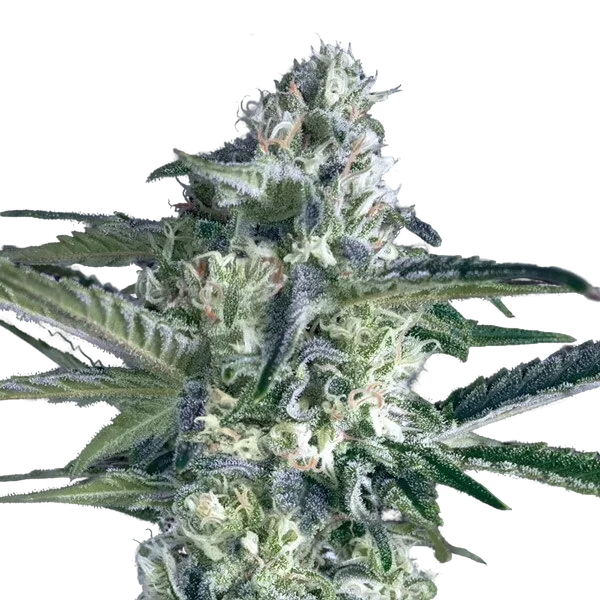 Critical Lemon FAST | PHOTOFEM | Advanced Seeds