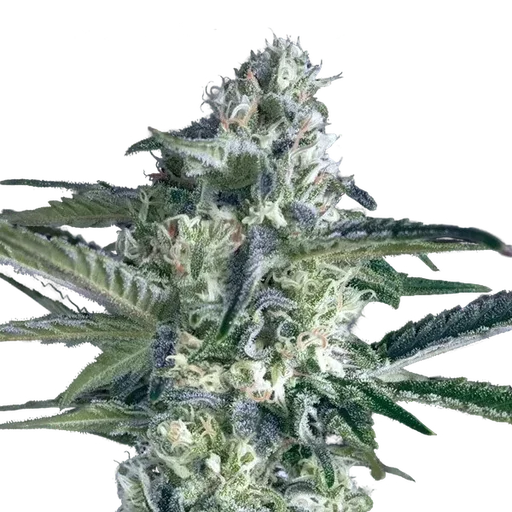 Critical Lemon FAST