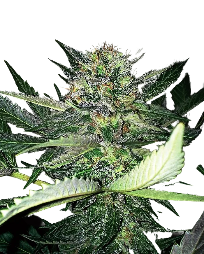 Critical Lights | PHOTOFEM | Expert Seeds