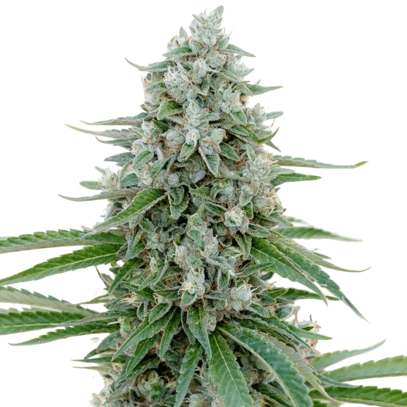 Critical Mango – Produktansicht