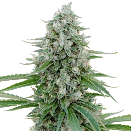 Critical Mango