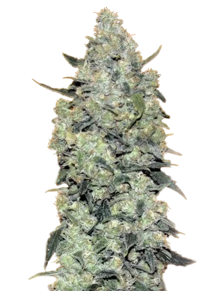 Critical Mass Auto | AUTOFEM | Advanced Seeds