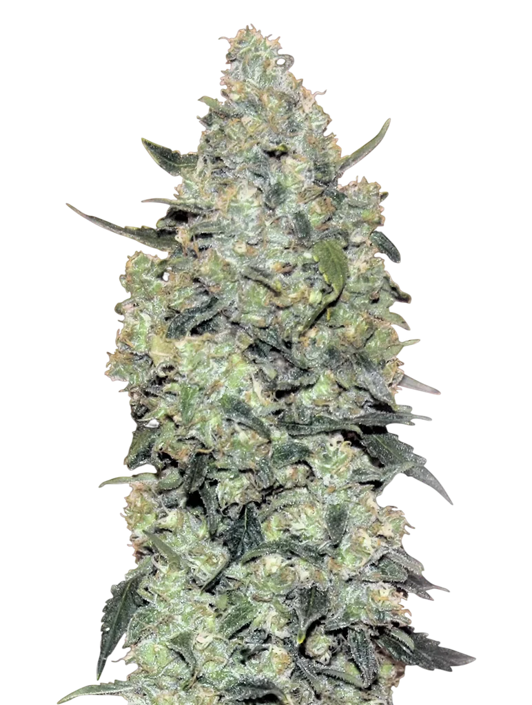 Critical Mass Auto | AUTOFEM | Advanced Seeds