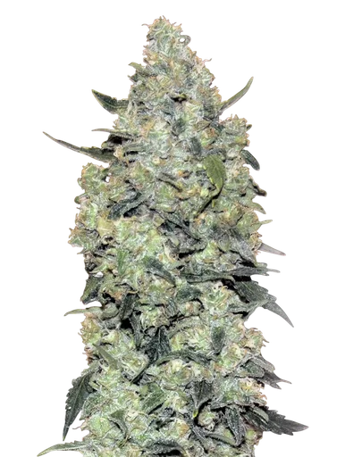 Critical Mass Auto