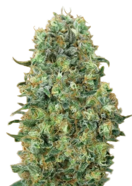 Critical Mass | PHOTOFEM | Advanced Seeds