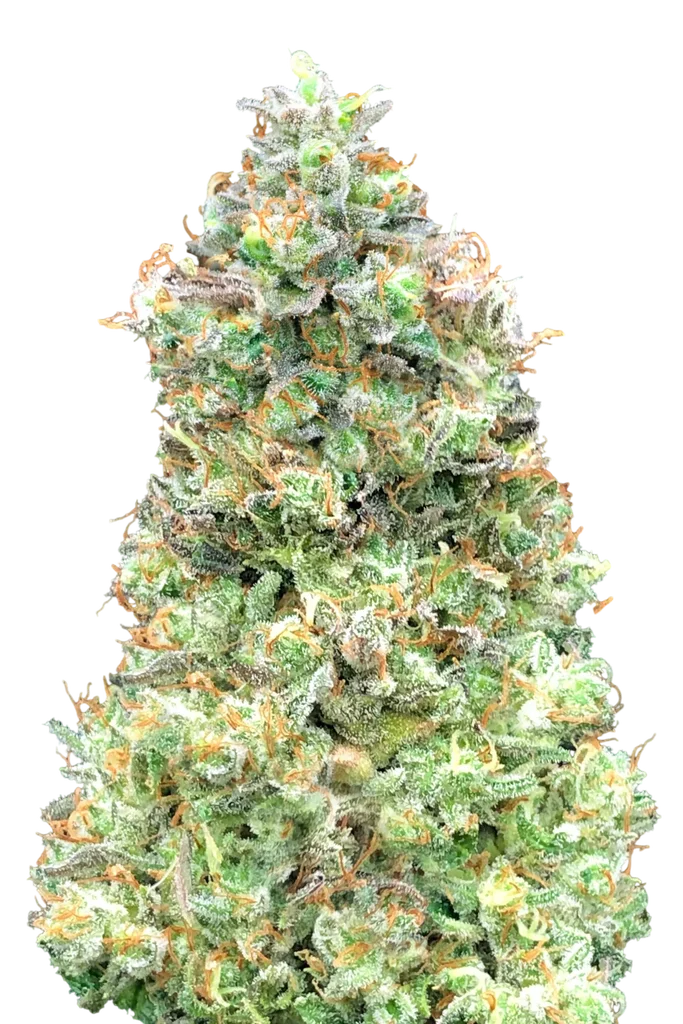 Critical Mass FAST | PHOTOFEM | Advanced Seeds