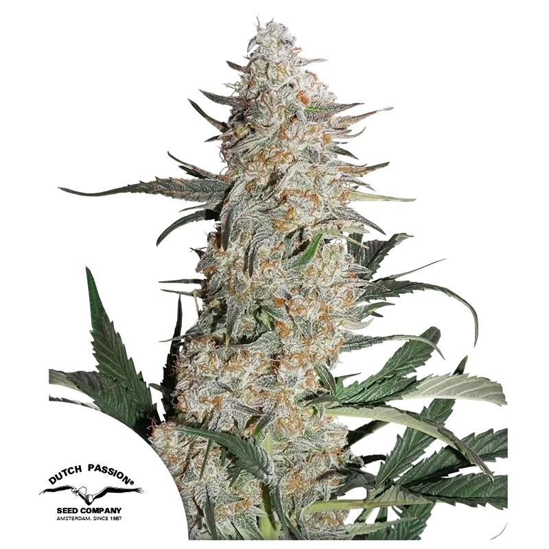 Critical Orange Punch | PHOTOFEM | Dutch Passion