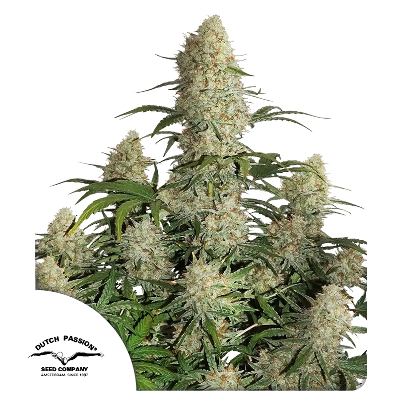 Critical Orange Punch Auto | AUTOFEM | Dutch Passion