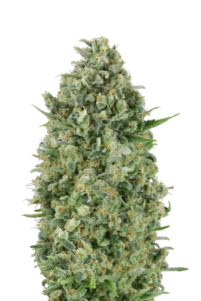 Critical Poison | PHOTOFEM | 00 Seeds