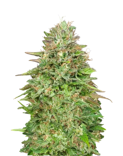 Critical Poison FAST