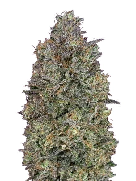 Critical Purple Kush | PHOTOFEM | Advanced Seeds