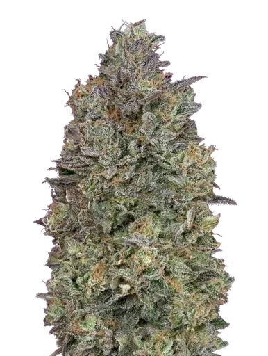 Critical Purple Kush