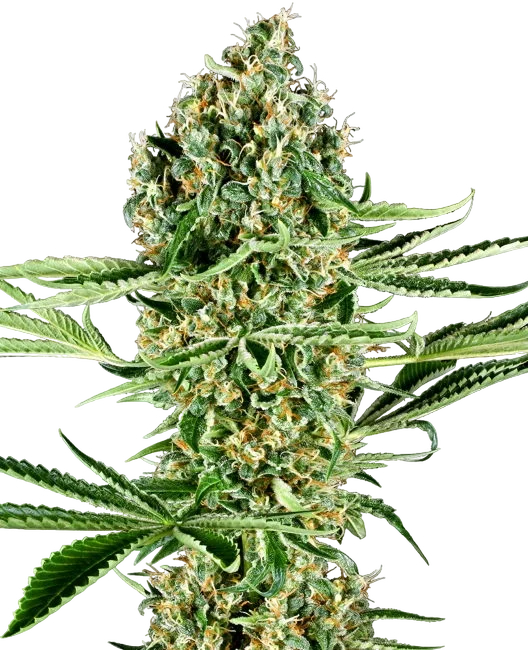 Critical Runtz | PHOTOFEM | Sensi Seeds Research