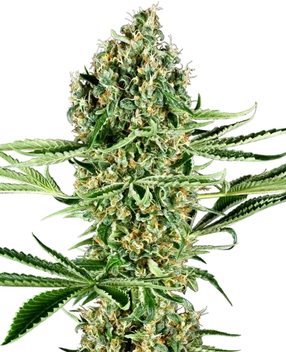 Critical Runtz