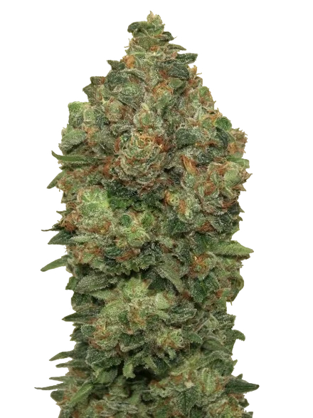 Critical Soma Auto | AUTOFEM | Advanced Seeds