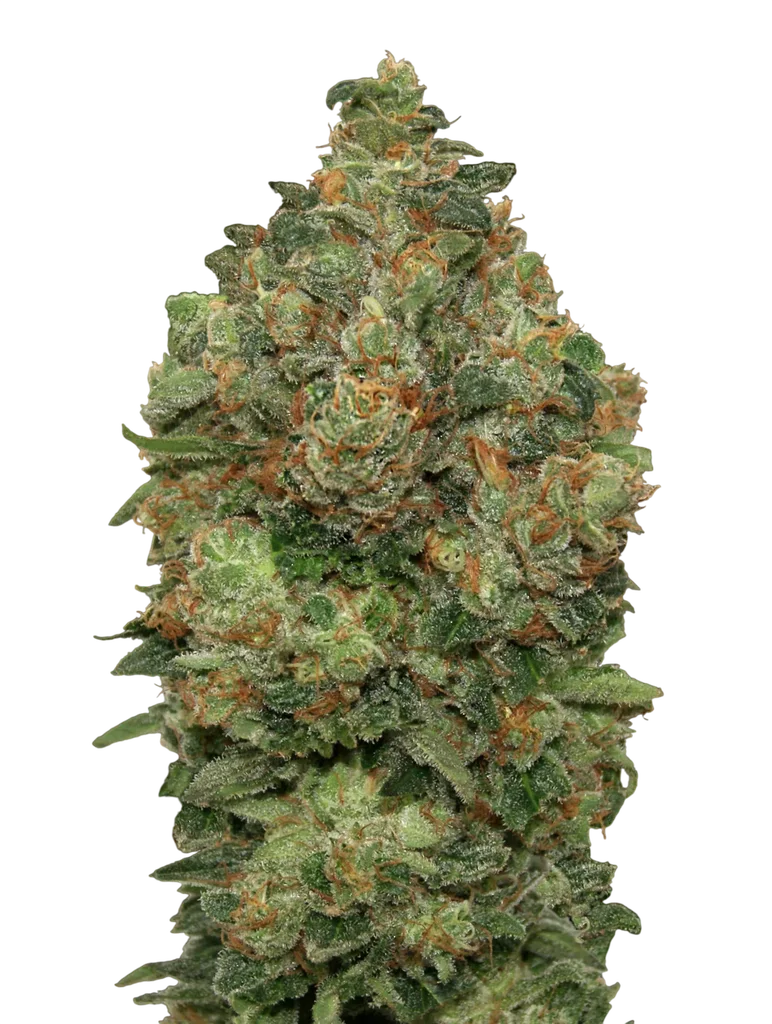 Critical Soma Auto | AUTOFEM | Advanced Seeds