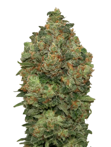 Critical Soma Auto