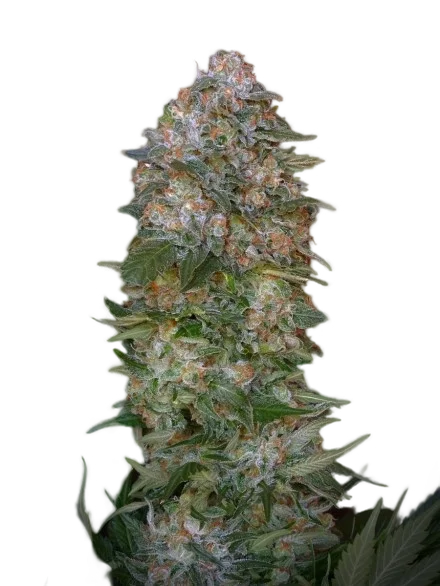 Critical Soma | PHOTOFEM | Advanced Seeds
