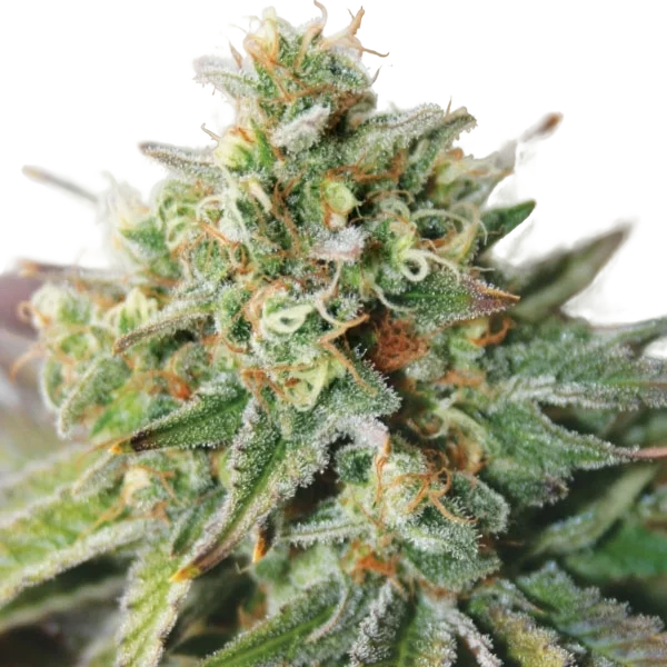 Critical XXL Auto | AUTOFEM | Garden Of Green