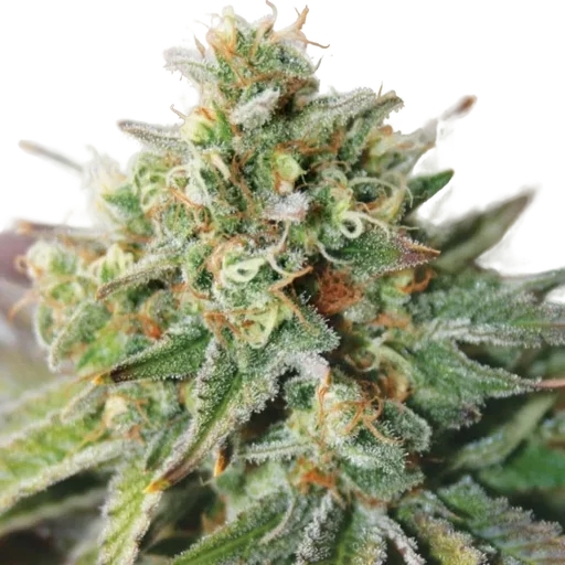 Critical XXL Auto