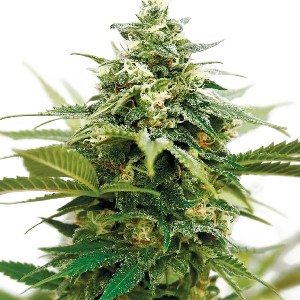 Critical XXL | PHOTOFEM | Garden Of Green