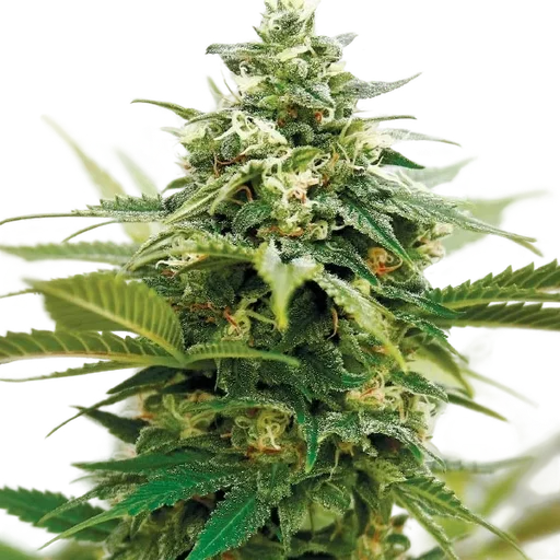 Critical XXL