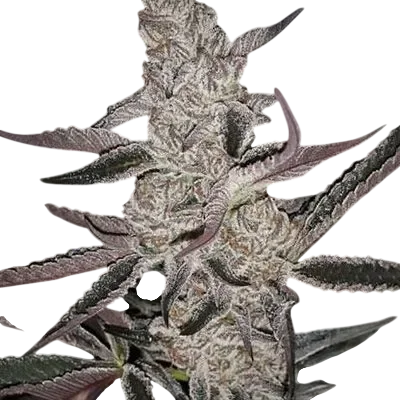 Crystal Cookies V2