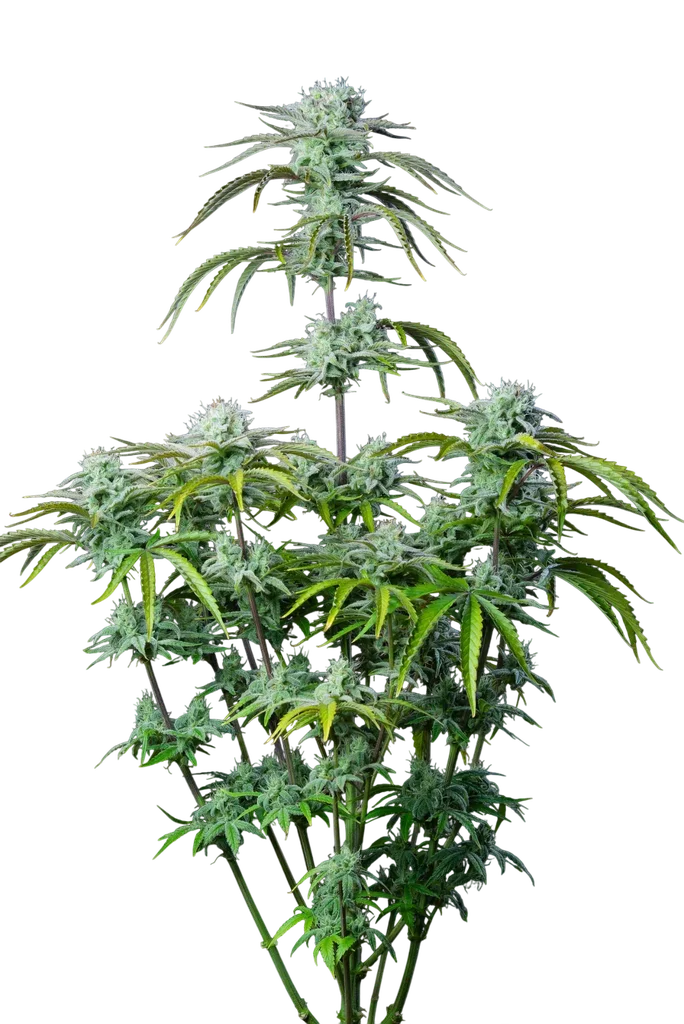 Strawberry Banana Auto – Produktansicht