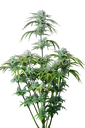 Strawberry Banana Auto | AUTOFEM | Fast Buds