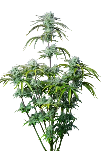 Strawberry Banana Auto