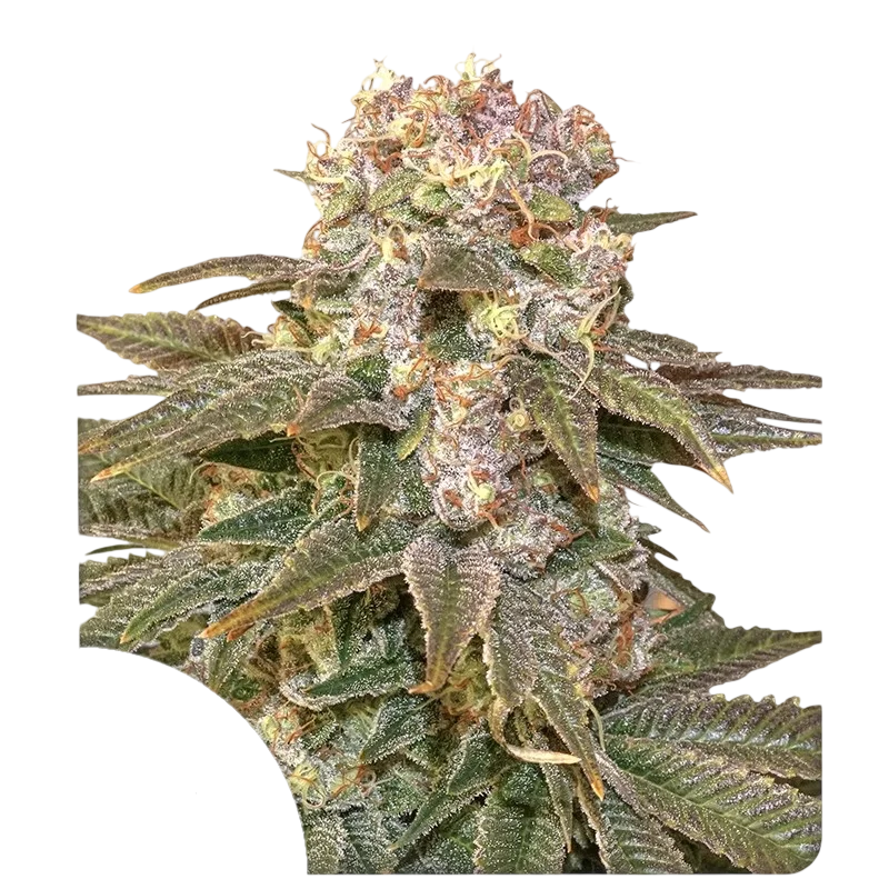 C-Vibez | PHOTOFEM | Dutch Passion