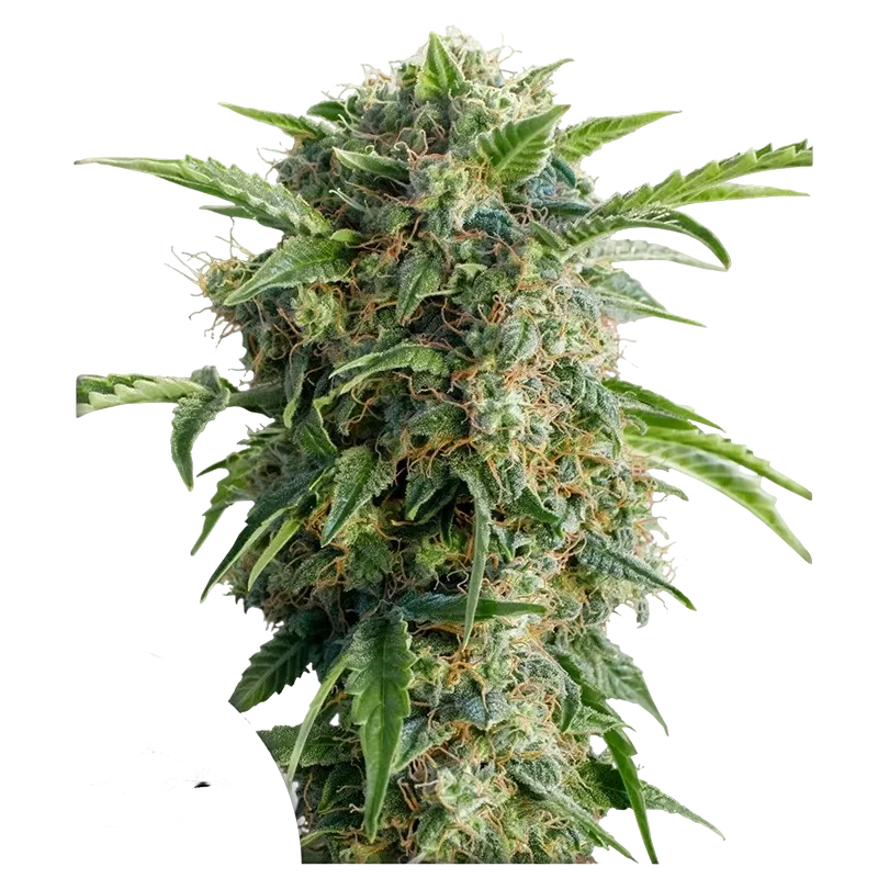 Daiquiri Lime Auto | AUTOFEM | Dutch Passion