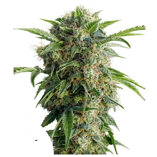 Daiquiri Lime Auto