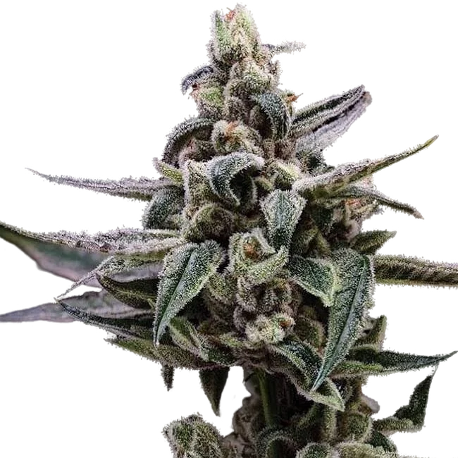 Affie OG | PHOTOREG | Green Bodhi