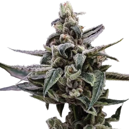 Affie OG