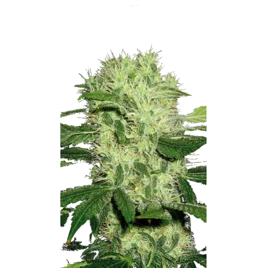Dama Blanca | PHOTOFEM | Blimburn Seeds