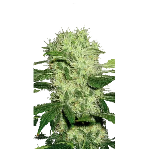 Dama Blanca