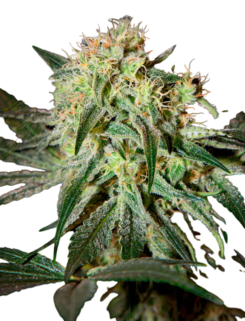 Damn Sour | PHOTOFEM | Greenhouse Seed Co.