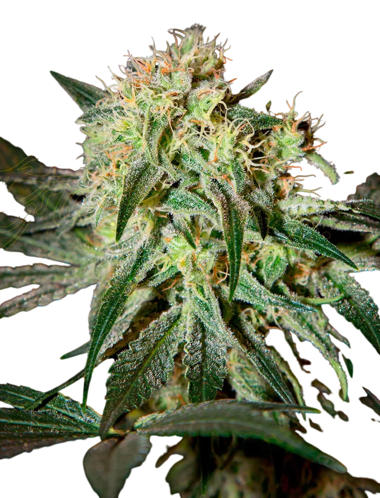 Damn Sour | PHOTOFEM | Greenhouse Seed Co.